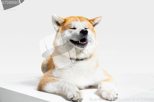 Image of Studio shot of Akita-Inu dog isolated on white studio background