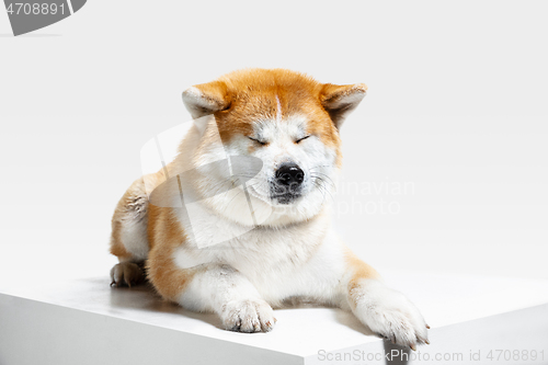 Image of Studio shot of Akita-Inu dog isolated on white studio background