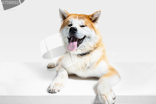 Image of Studio shot of Akita-Inu dog isolated on white studio background