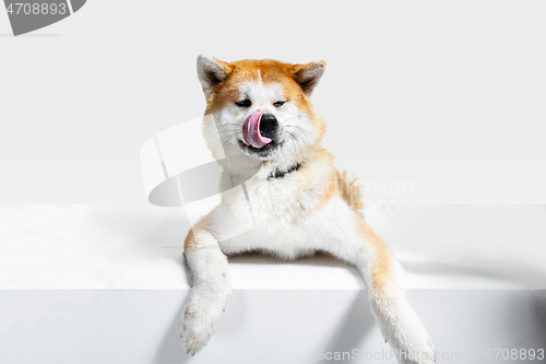 Image of Studio shot of Akita-Inu dog isolated on white studio background