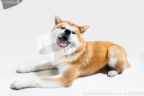 Image of Studio shot of Akita-Inu dog isolated on white studio background