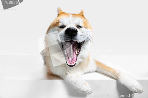 Image of Studio shot of Akita-Inu dog isolated on white studio background