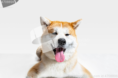 Image of Studio shot of Akita-Inu dog isolated on white studio background