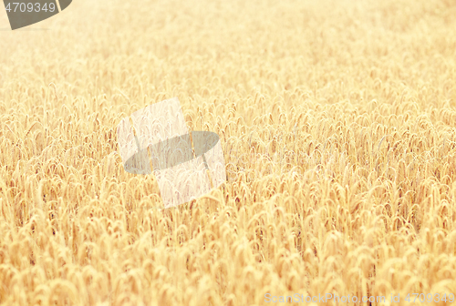 Image of cereal field with spikelets of ripe rye or wheat