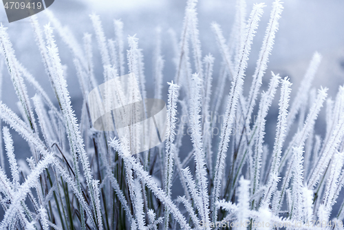 Image of Hoarfrost on the grass