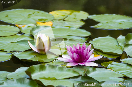 Image of Pink waterlily flower