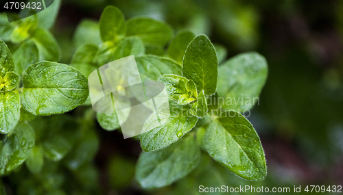 Image of Twig of fresh oregano