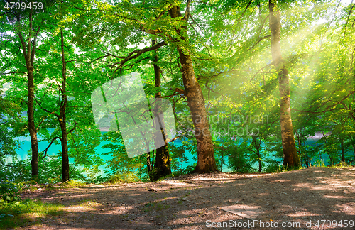 Image of Forest and Biogradska Lake