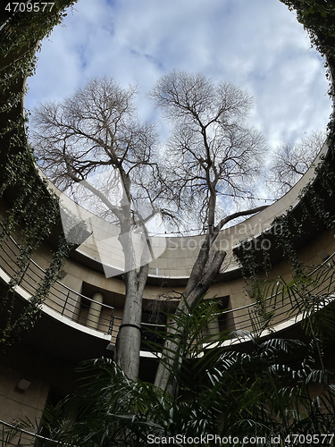 Image of Tall tree growing through a circular opening in a roof