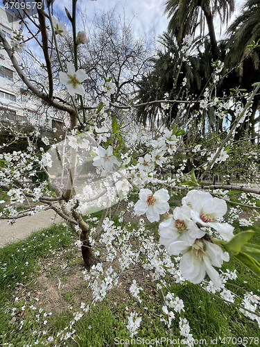 Image of Fresh white spring flowers on a tree in a garden or park conceptual of the seasons