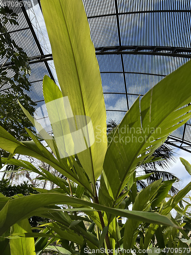 Image of Close up on the lush green leaves of a tropical plant growing under cover