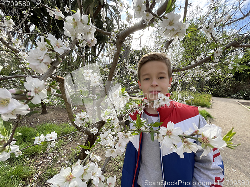 Image of Smiling young boy standing amongst fresh white spring blossoms