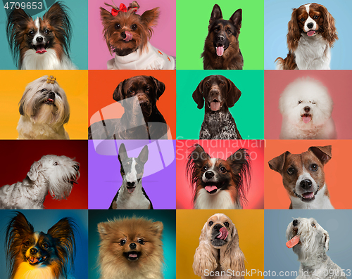 Image of Creative collage of dogs against multicolored backgrounds