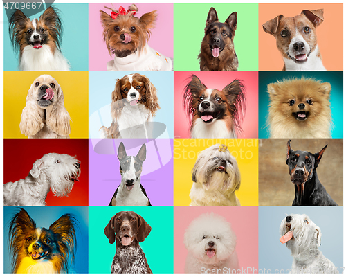 Image of Creative collage of dogs against multicolored backgrounds