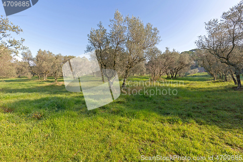 Image of Olive Trees