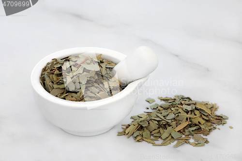 Image of Boldo Herb Leaves Used in Herbal Medicine