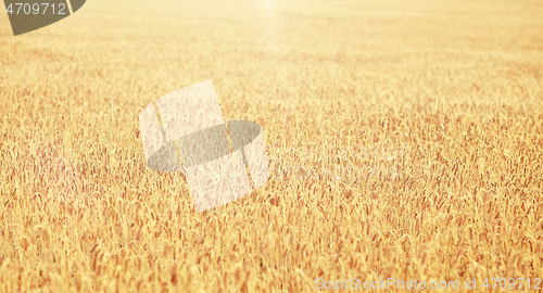 Image of cereal field with spikelets of ripe rye or wheat