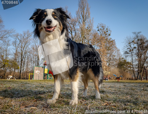 Image of Australian Shepherd Dog at park