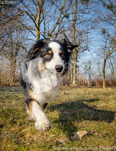 Image of Australian Shepherd Dog at park