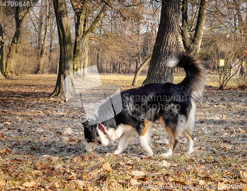 Image of Australian Shepherd Dog at park