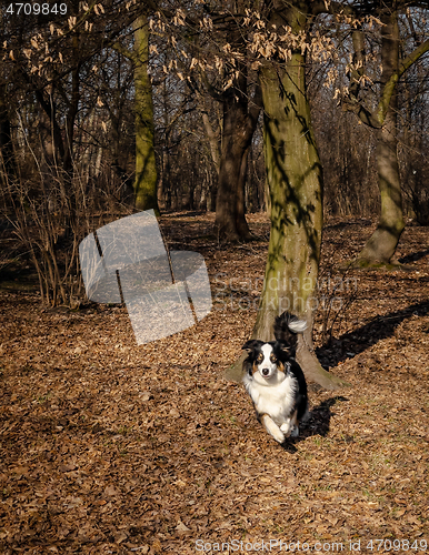 Image of Australian Shepherd Dog at park