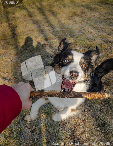 Image of Australian Shepherd Dog at park