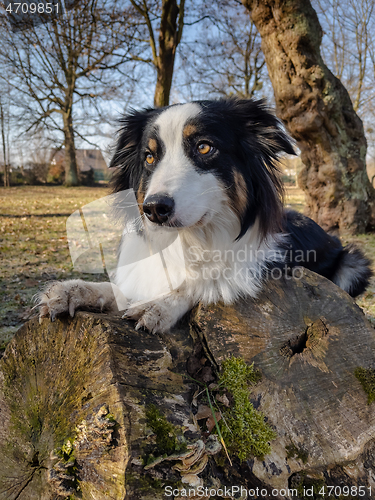 Image of Australian Shepherd Dog at park