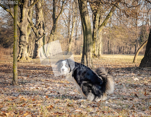 Image of Australian Shepherd Dog at park