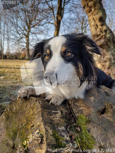 Image of Australian Shepherd Dog at park