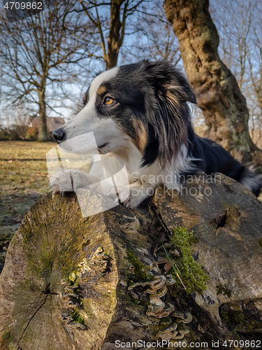 Image of Australian Shepherd Dog at park