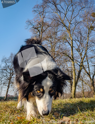 Image of Australian Shepherd Dog at park