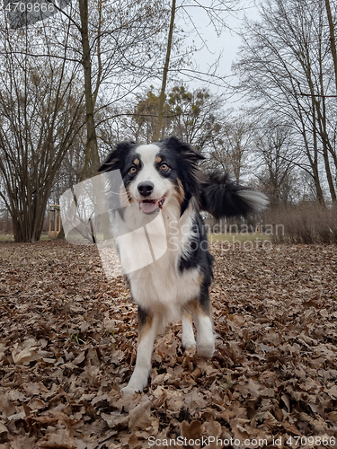 Image of Australian Shepherd Dog at park