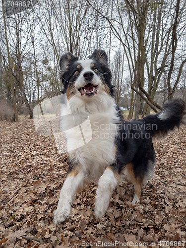 Image of Australian Shepherd Dog at park