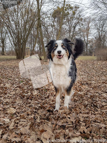 Image of Australian Shepherd Dog at park