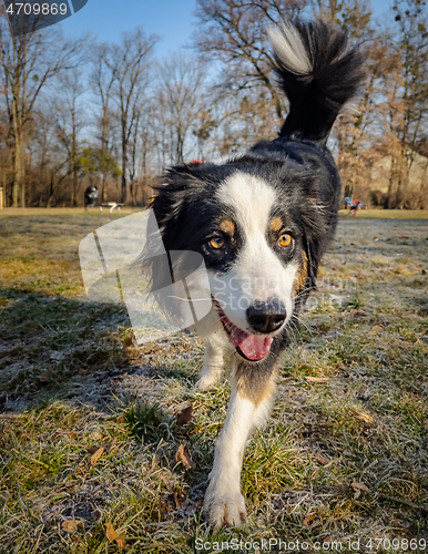 Image of Australian Shepherd Dog at park