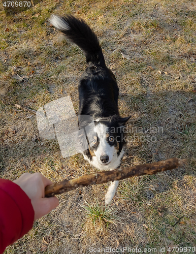 Image of Australian Shepherd Dog at park