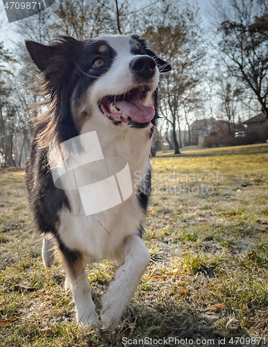 Image of Australian Shepherd Dog at park