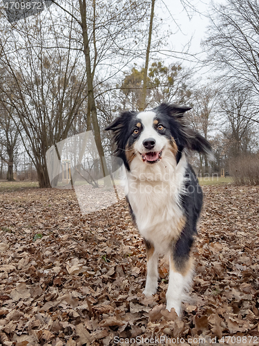 Image of Australian Shepherd Dog at park