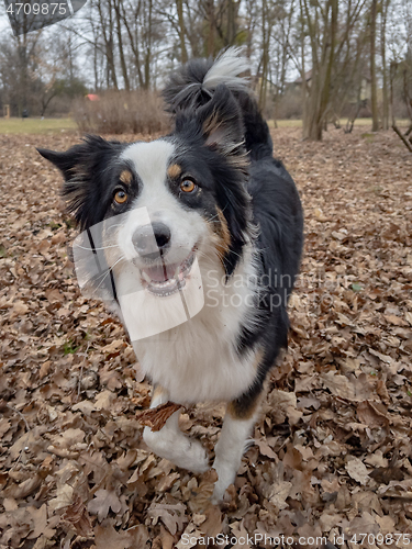 Image of Australian Shepherd Dog at park