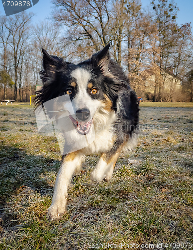 Image of Australian Shepherd Dog at park