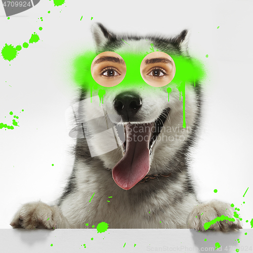 Image of Contemporary artwork collage concept. Portrait of dog with human eyes, graffity style