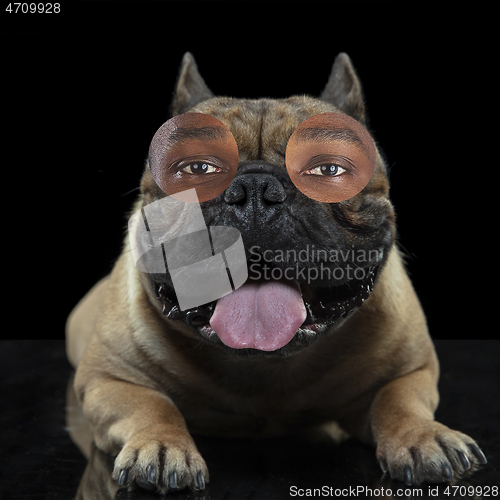 Image of Contemporary artwork collage concept. Portrait of dog with human eyes, modern design style