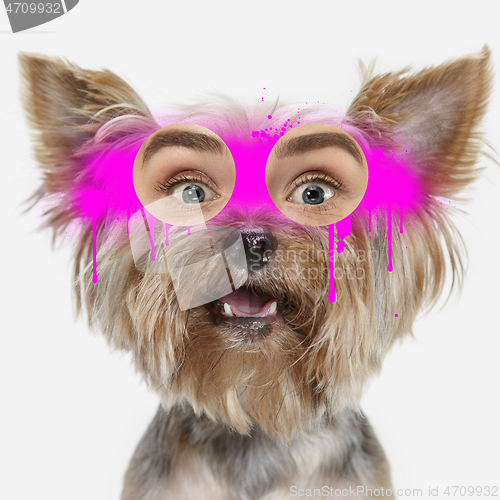 Image of Contemporary artwork collage concept. Portrait of dog with human eyes, graffity style