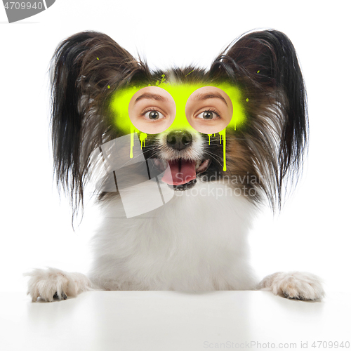 Image of Contemporary artwork collage concept. Portrait of dog with human eyes, graffity style