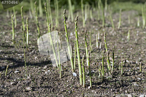 Image of Asparagus harvest