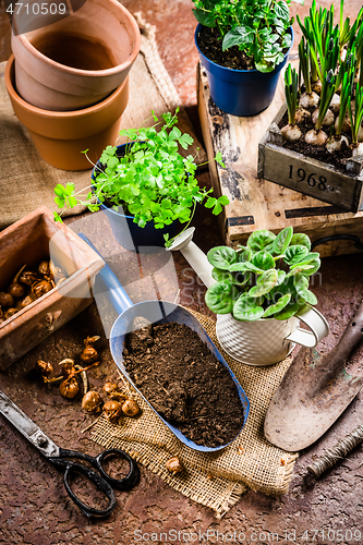 Image of Spring time, replanting plants - herbs, flowers and plants in pots, green garden on a balcony