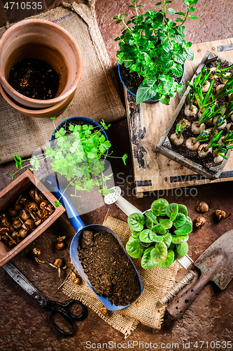 Image of Spring time, replanting plants - herbs, flowers and plants in pots, green garden on a balcony