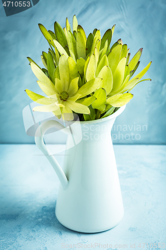 Image of Bunch of yellow Leucadendron Strobilinum flower in vase in vintage style