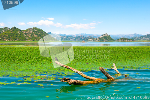 Image of Wood log in Skadar Lake