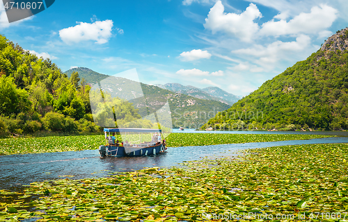 Image of Plants on the lake